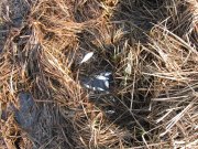 IMG_2979.jpg
