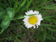 CMax 009.jpg