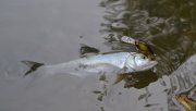 _DSC4486.jpg