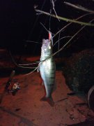 DSC01318.JPG