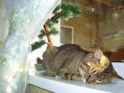 DSC00295.jpg