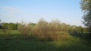 IMG_0484.jpg
