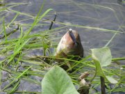 IMG_1847.JPG