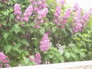 DSC03190.JPG