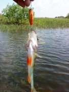 DSC00422.jpg