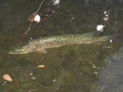 IMG_8687.jpg