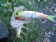 IMG_3253.jpg
