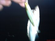 DSC00106.JPG