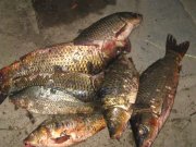 IMG_5072.jpg
