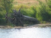 IMG_0101.jpg