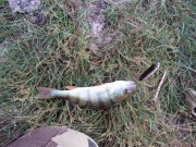 DSC03250.JPG