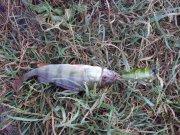 DSC03252.JPG