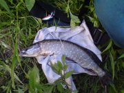 DSC01817.JPG