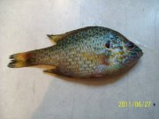 2011-06-27 Рыбка2.jpg