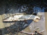 IMG_3939.jpg