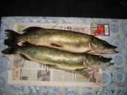 IMG_0480.jpg