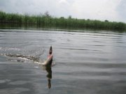 Рыбалка 2011 032.jpg