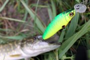IMG_4865.jpg