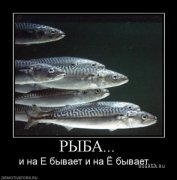 1258360512_454649_ryiba.jpg