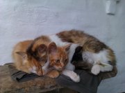 IMAG0051.jpg