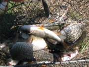 IMG_2445.JPG