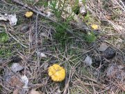 IMG_2451.jpg