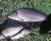 IMG0051A.jpg