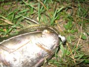 IMG_3998.jpg