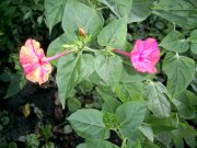 PIC_0229.jpg