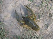 IMG_2458.jpg