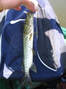 IMG_4026.jpg