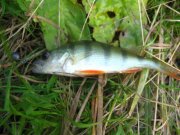 IMG_4037.jpg