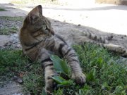 DSC00342.jpg
