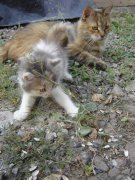 DSC00333.jpg