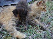 DSC00334.jpg