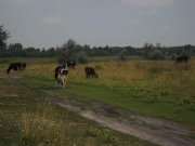 31072011_Orel 005.jpg