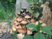 IMG_0455.jpg