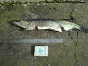 DSC03259.jpg