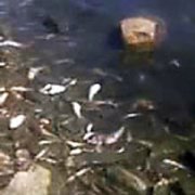 1313747287-1.jpg