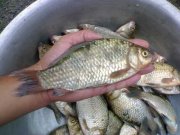 20082011094-уменьшенный.jpg