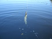 SA500826_1.JPG