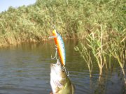 IMG_0109.jpg