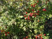 DSC05459.jpg