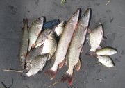 IMG_8039.JPG