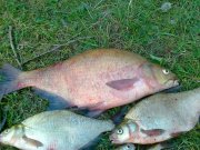 30082011072.jpg