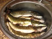 IMG_3790.jpg