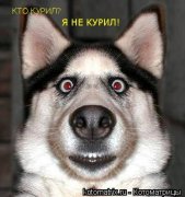 24_zverushki.jpg