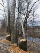 IMG_0682.JPG