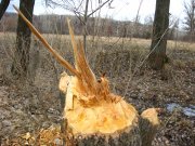 IMG_0689.JPG