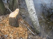 IMG_0685.JPG
